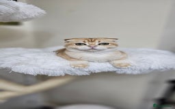 Scottish Fold cats for sale: READY NOW-TICA-SCOTTISH FOLD GIRL  - Image 19