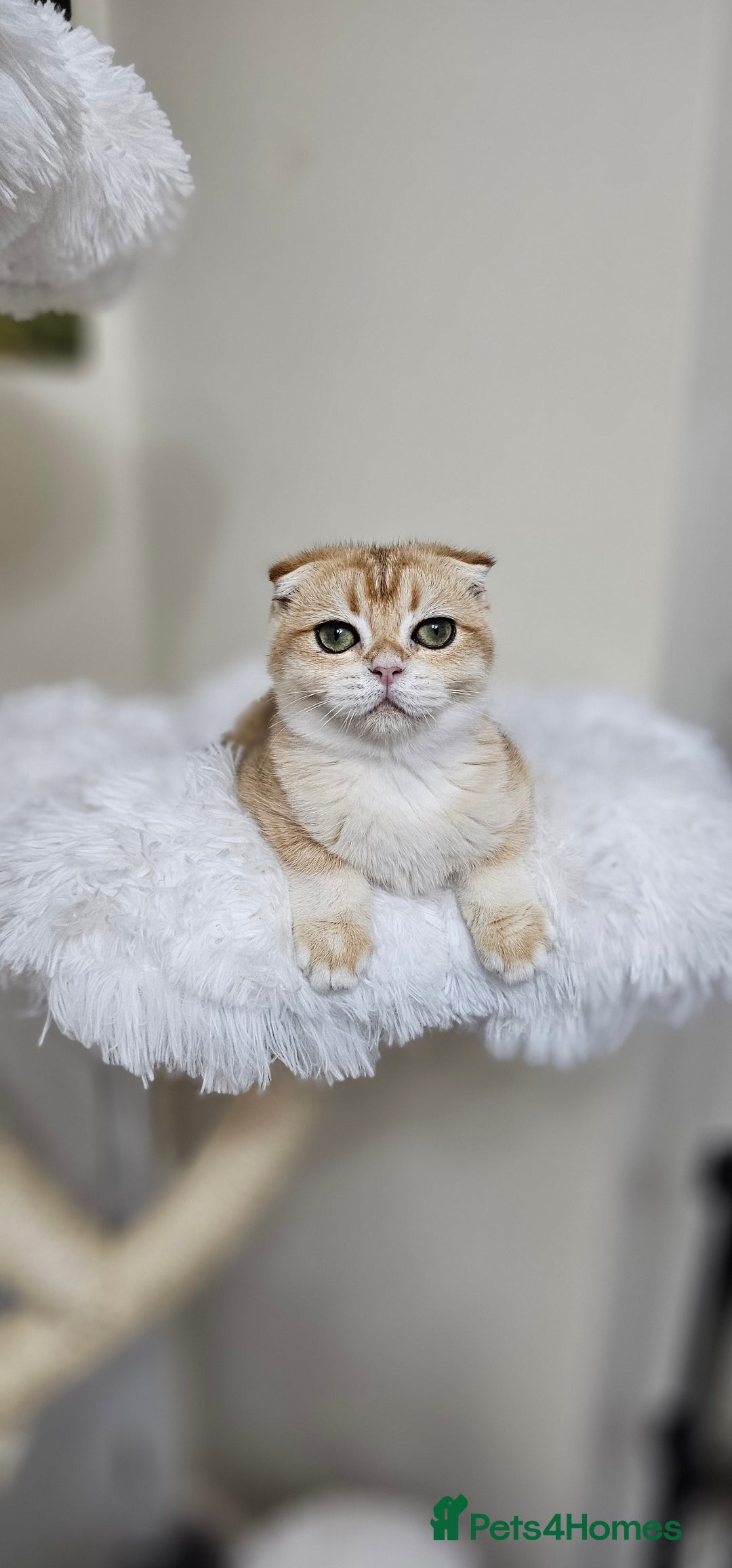 Scottish Fold cats for sale: READY NOW-TICA-SCOTTISH FOLD GIRL  - Image 19