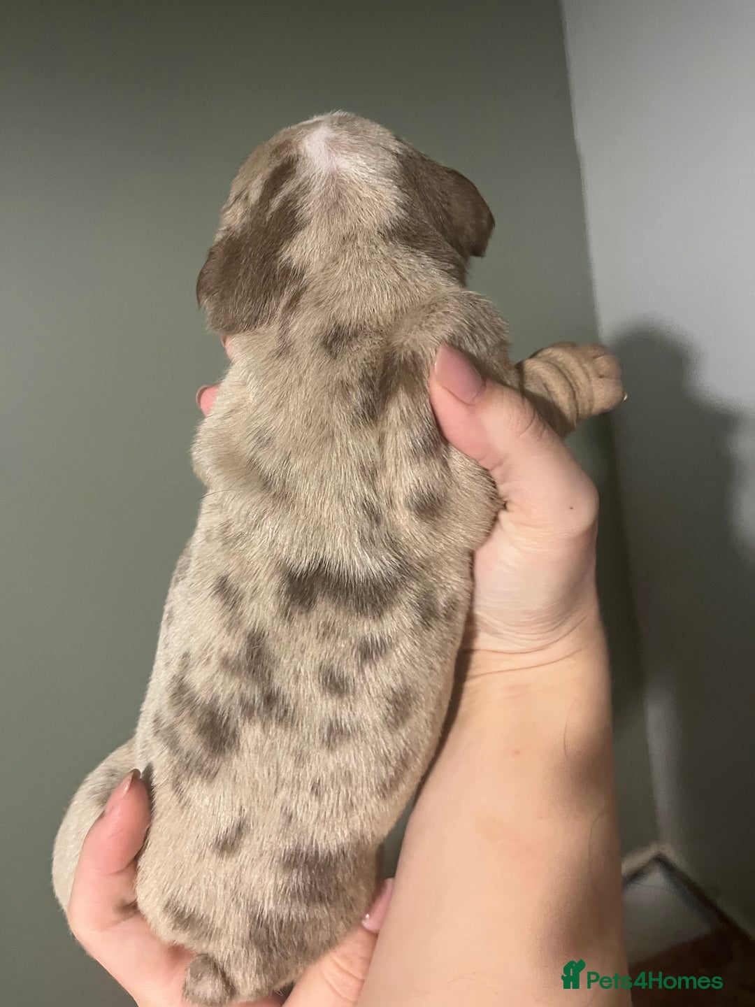 Olde English Bulldogge dogs for sale: Old English bulldog  - Advert 8