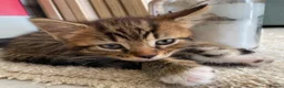 Mixed Breed cats for sale: Playful, fluffy babies  in London - Advert 10