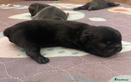 French Bulldog dogs for sale: KC Reg Frenchie Puppies - Image 9