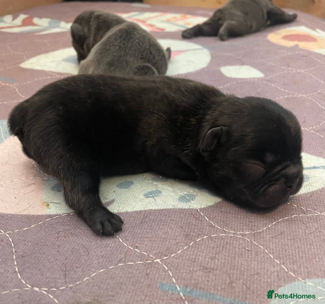 French Bulldog dogs for sale: KC Reg Frenchie Puppies - Image 9