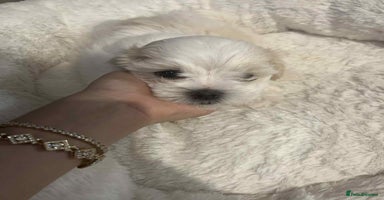 Maltese dogs - Advert 1