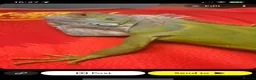Iguana reptiles for sale: Stunning lime hypo zero Green iguana  - Advert 2