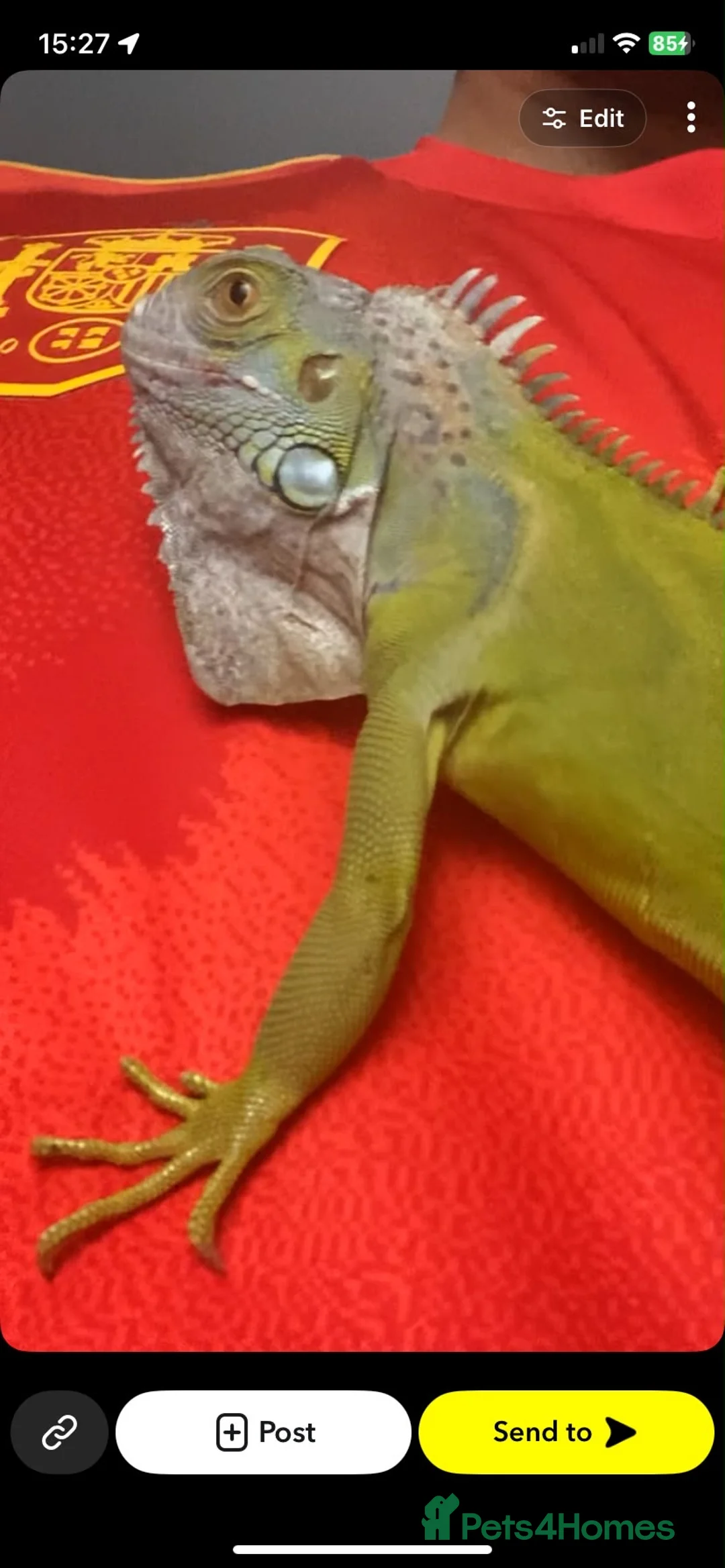 Iguana reptiles for sale: Stunning lime hypo zero Green iguana  - Advert 2