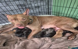 Mixed Breed dogs for sale: Beautiful litter of pups - Image 8
