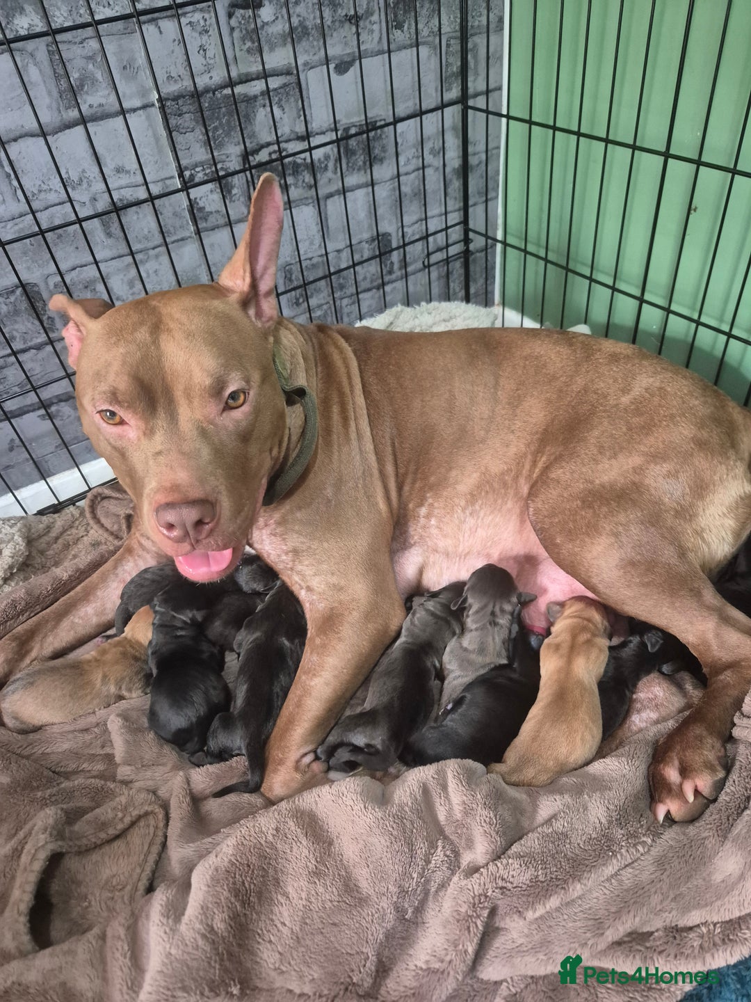 Mixed Breed dogs for sale: Beautiful litter of pups - Image 8