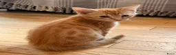 Savannah cats for sale: Ginger x f5 Savannah kittens 🔥 - Advert 9