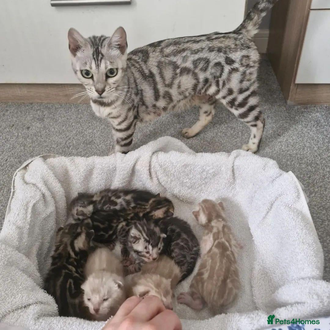 Bengal cats Genetic Health Tested Silver Bengal Female - Advert 1