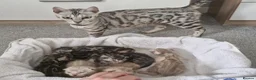 Bengal cats for sale: Genetic Health Tested Silver Bengal Female - Advert 1