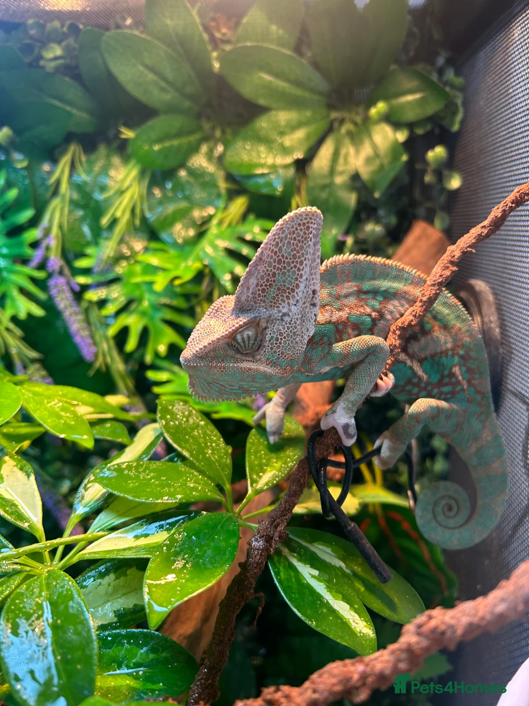 Chameleon reptiles for sale: Male Veiled chameleon  in Rotherham - Advert 2