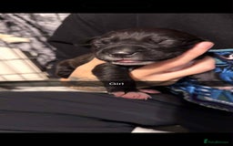 Mixed Breed dogs for sale: Beautiful cane corse/staff puppies - Image 11
