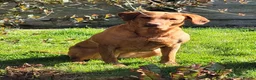 Labrador Retriever dogs for sale: 2 fox red 1 black Labrador pups in Carlisle - Advert 8
