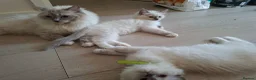 Ragdoll cats for sale: Male Ragdoll kittens  - Advert 7