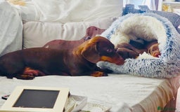 Miniature Dachshund dogs for sale: Choc/tan mum,long haired choc dad  A+ healthcare - Image 6