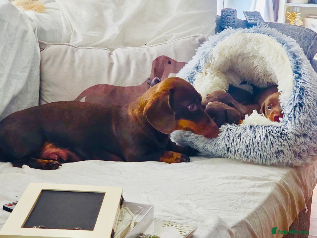 Miniature Dachshund dogs for sale: Choc/tan mum,long haired choc dad  A+ healthcare - Image 6