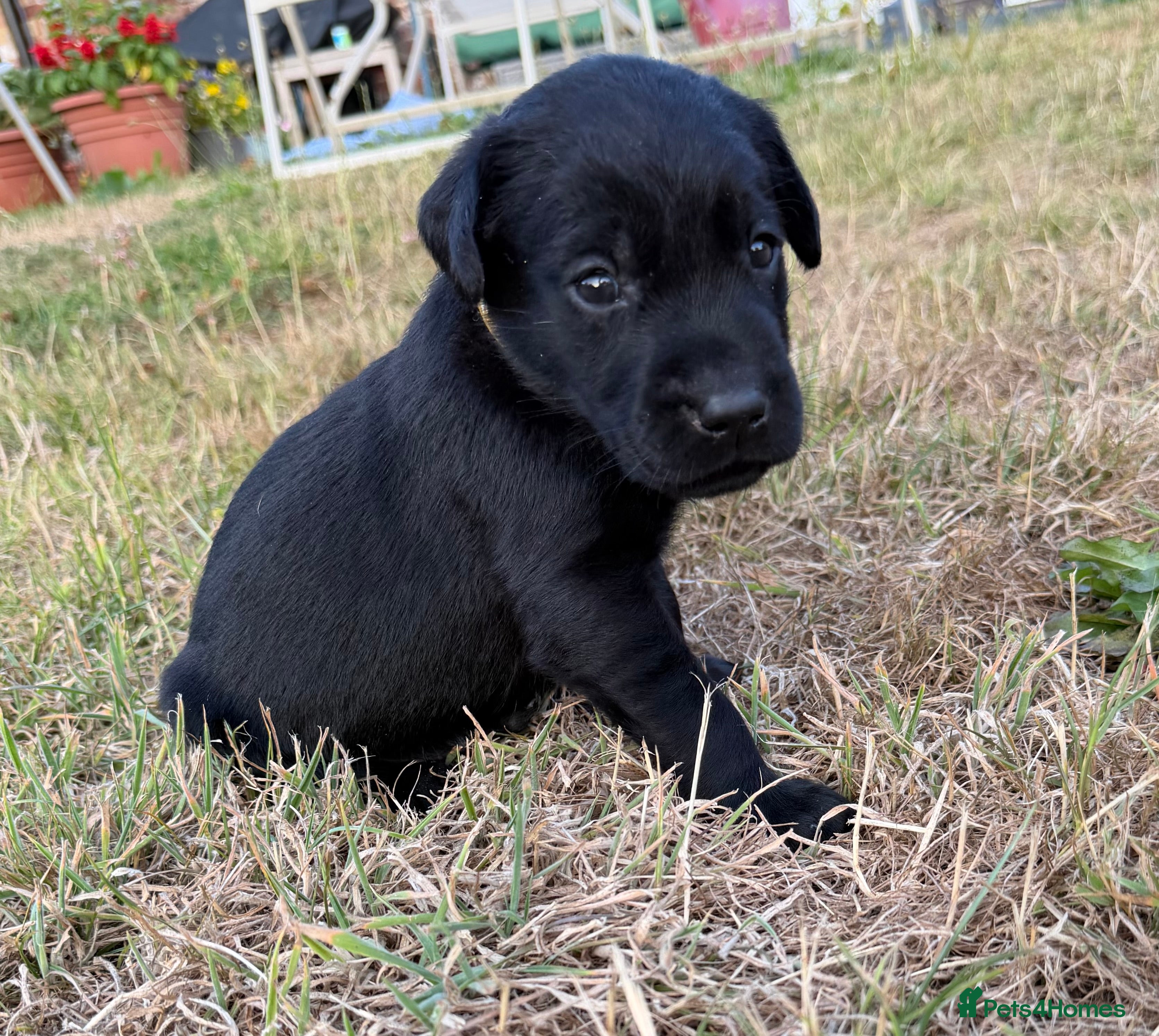 Labrador Retriever dogs 11 KC Labrador puppies - Advert 2