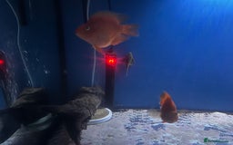 Other/Mixed Breed fish for sale: Snakehead and 2 parrot Cichilds - Image 6