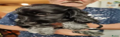 Cockapoo 2