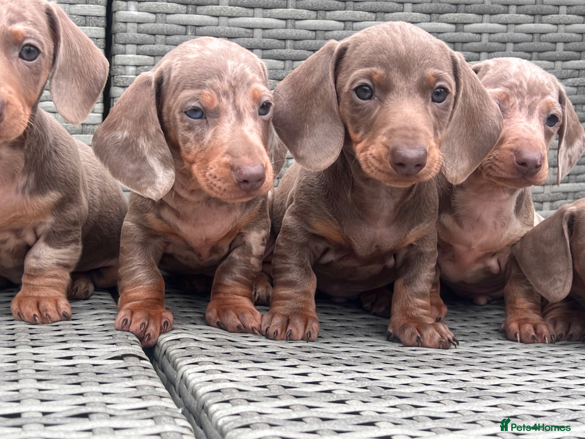Miniature Dachshund dogs Miniature dachshunds  - Advert 19