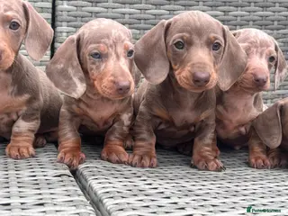 Miniature Dachshund dogs Miniature dachshunds - Advert 19