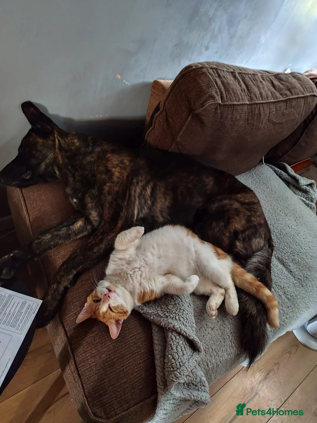 Mixed Breed dogs for sale: Red fox Labrador x Akita X GSD  in Cirencester - Advert 1