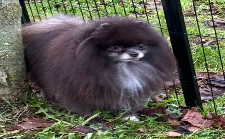 Pomeranian dogs Tommy: The Little Dog Who Escaped Hell - Advert 3