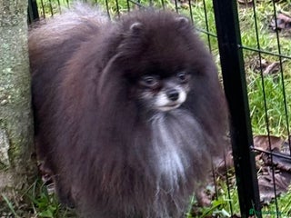 Pomeranian dogs Tommy: The Little Dog Who Escaped Hell - Advert 5