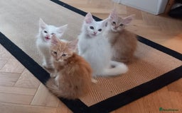 Maine Coon cats for sale: 4 Maine coon kittens white or ginger - Image 1