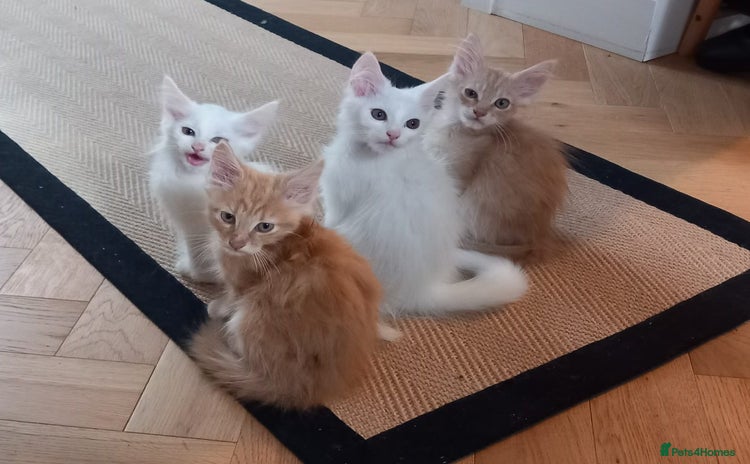 Maine Coon cats - Advert 4