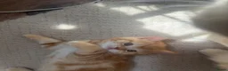 Scottish Fold cats for sale: Miss Scottish straight Ginger  - Advert 4