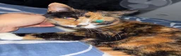 Mixed Breed cats for sale: Calico for rehoming - Advert 3