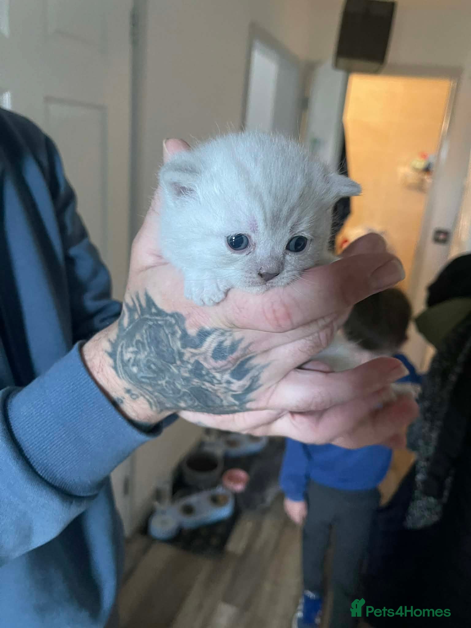 British Shorthair cats British shorthair kittens  - Advert 4