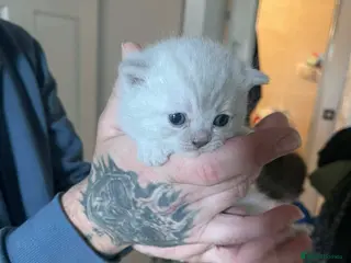 British Shorthair cats British shorthair kittens - Advert 4