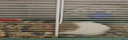 Hamster rodents for sale: Female syrian hamster with set up - Advert 6