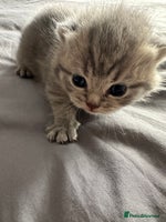 Exotic cats - Advert 1