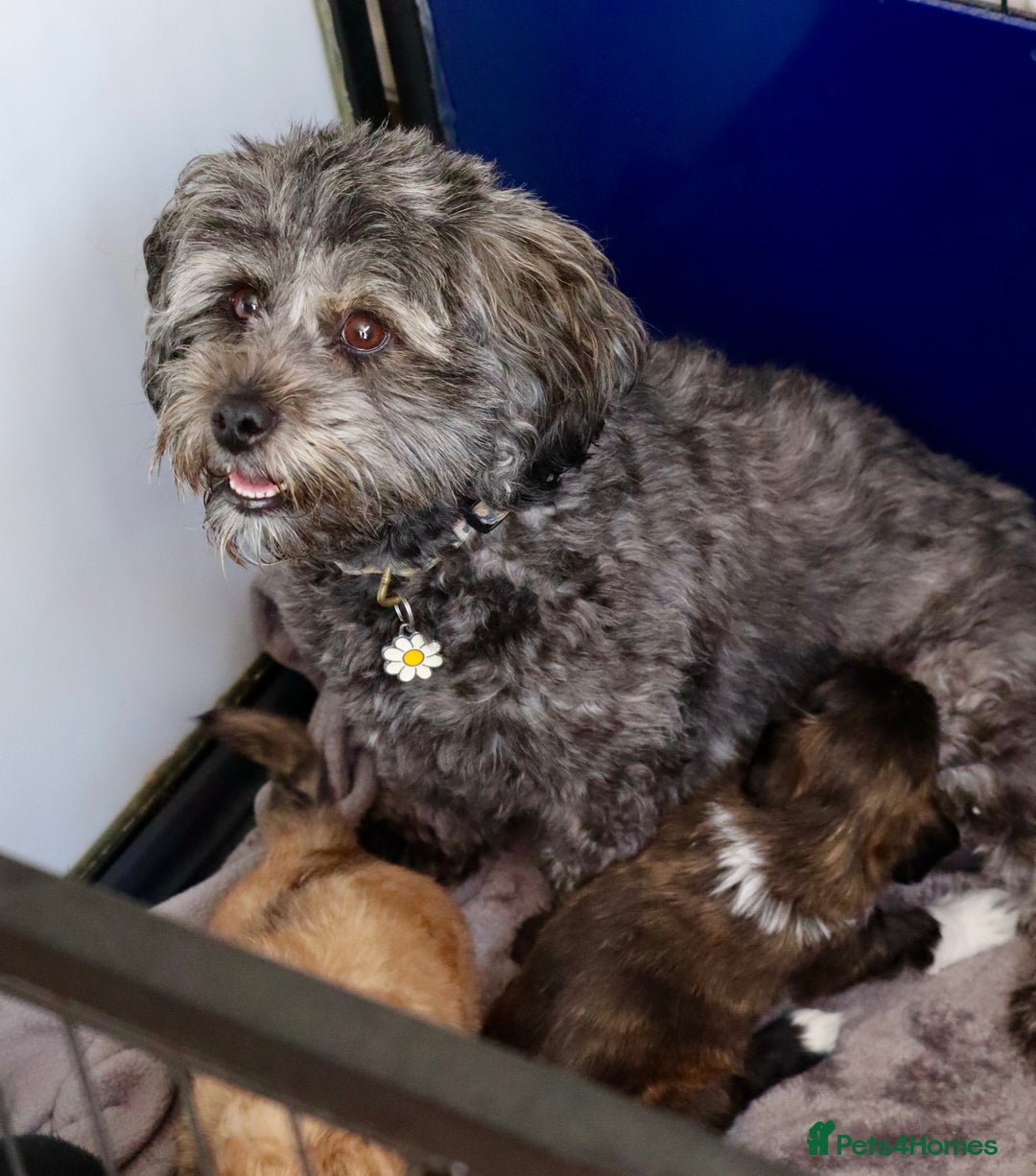 Lhasapoo dogs for sale: Lhasapoo puppies  - Image 2