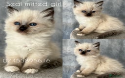 Ragdoll cats for sale: GCCF Active Blue Mitted Stud male for sale - Image 24