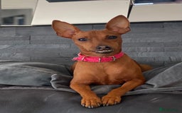 Miniature Pinscher dogs for sale: Pure 100% Miniature Pinscher-Licensed Breeder🐾❤️  - Image 10