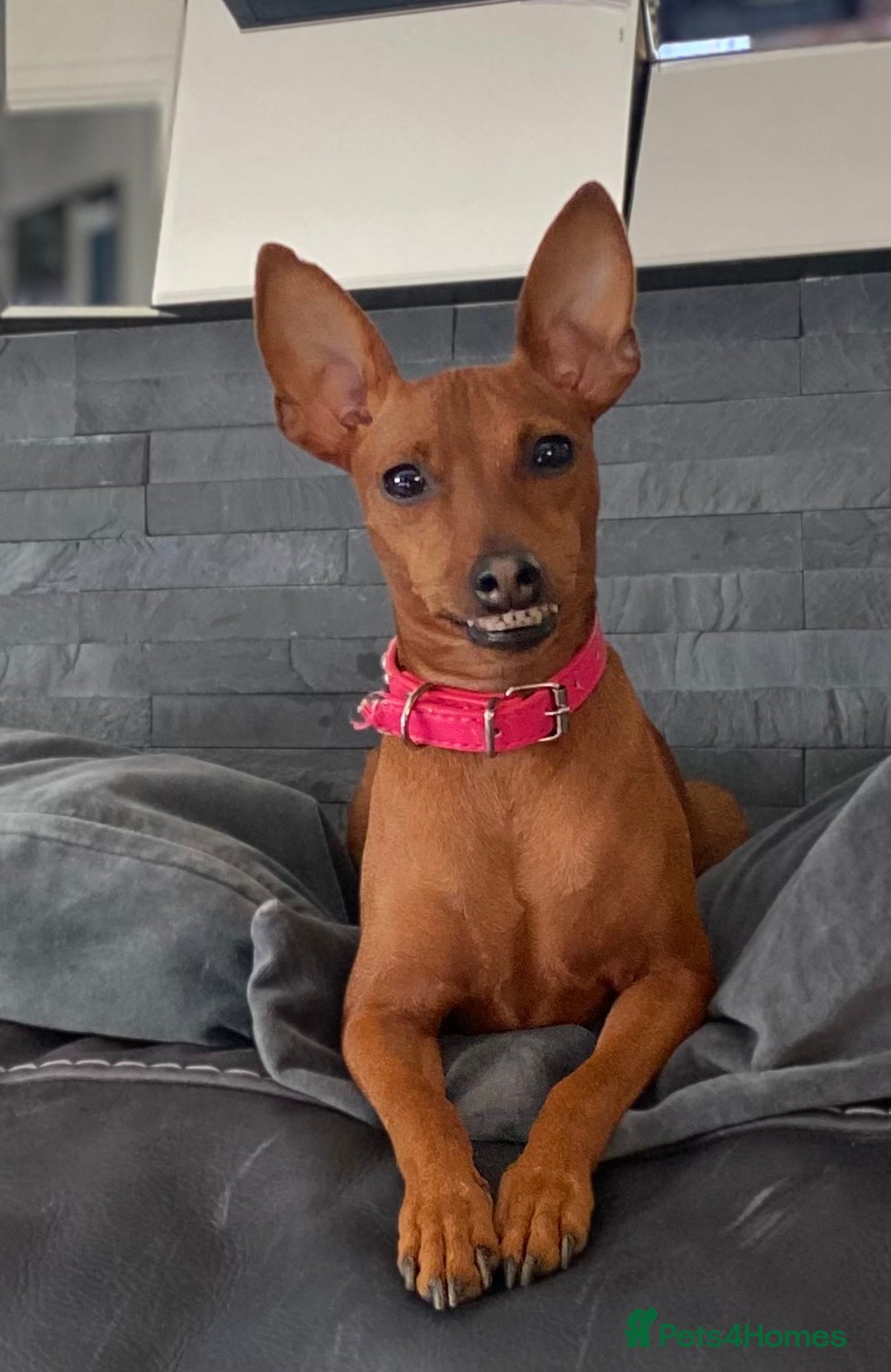 Miniature Pinscher dogs for sale: Pure 100% Miniature Pinscher-Licensed Breeder🐾❤️  - Image 10