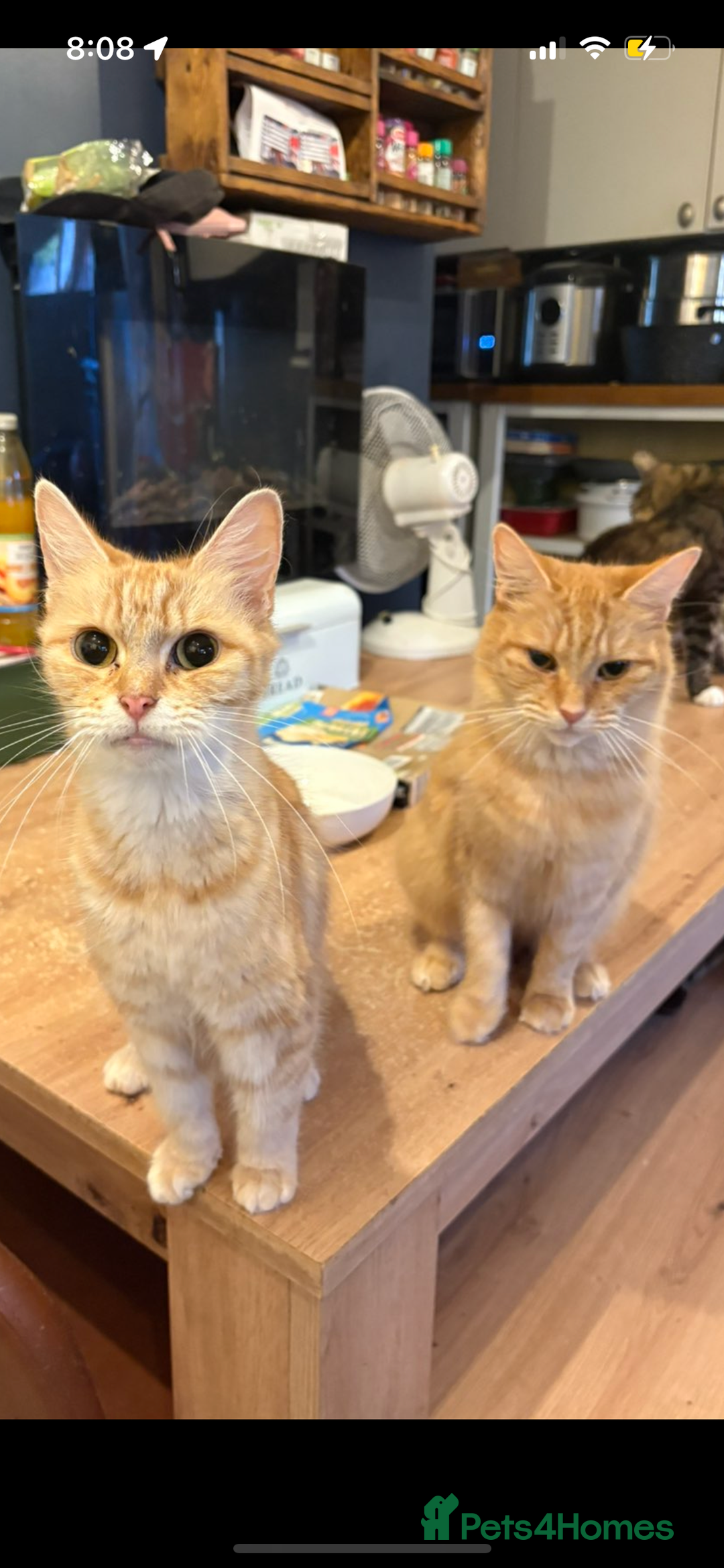 Mixed Breed cats for sale: Sammy and Tammy  - Advert 9