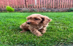 Cockapoo dogs for sale: Beautiful cockapoo bitch - ready now  - Image 1