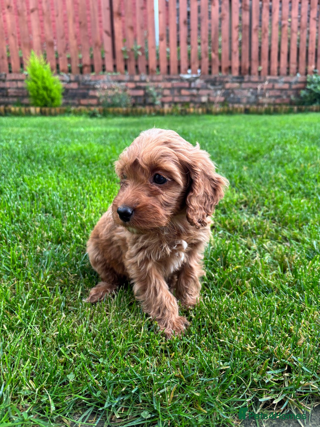 Cockapoo dogs for sale: Beautiful cockapoo bitch - ready now  - Image 1