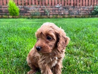 Cockapoo dogs - Advert 2