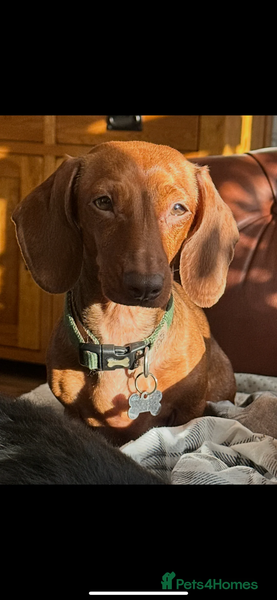 Miniature Dachshund dogs for sale: Red miniature dachshund girl  - Advert 3