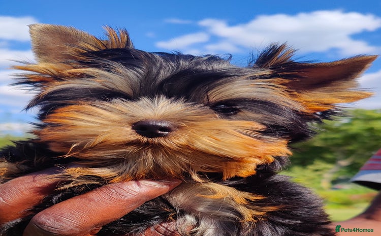 Yorkshire Terrier dogs - Advert 3