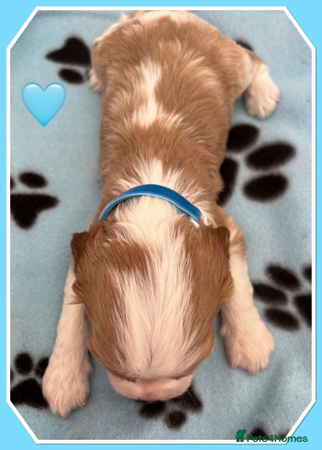 Cavalier King Charles Spaniel dogs for sale: 🐾 ADORABLE CAVALIER KING CHARLES SPANIEL PUPPIES  - Image 5
