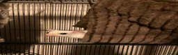 Sugar Glider rodents for sale: Baby leu sugar gliders and Pygmy hedgehogs  - Advert 4
