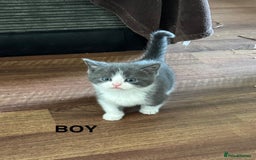 Mixed Breed cats for sale: 5 beautiful kittens ready for new homes  - Image 4