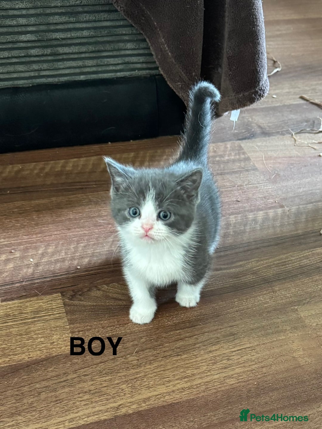 Mixed Breed cats for sale: 5 beautiful kittens ready for new homes  - Image 4